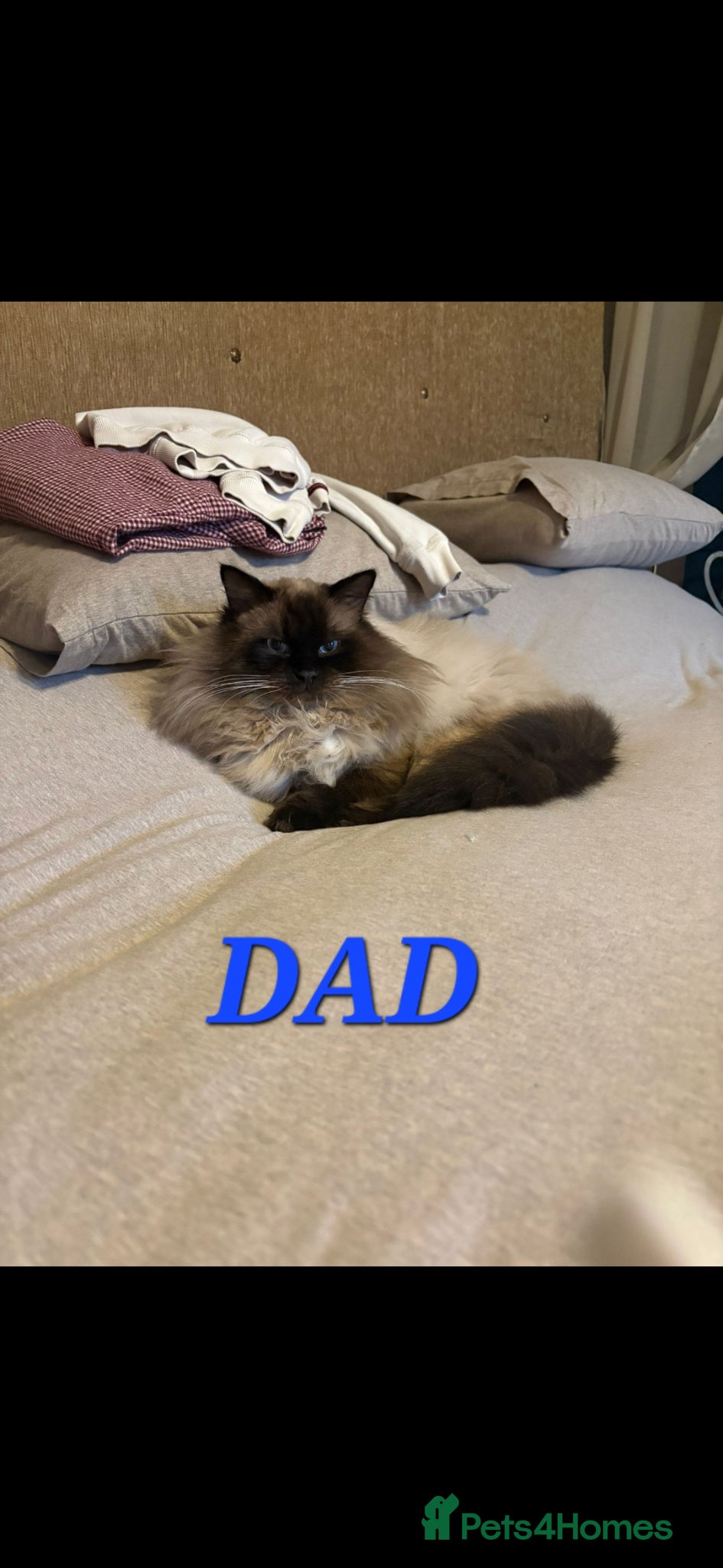 Mixed Breed cats for sale: Ragdoll Cross Tabby Girl  - Advert 6