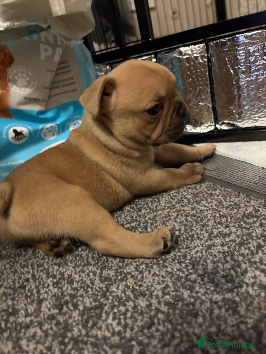 French Bulldog dogs for sale: 3 beautiful girls  - Image 6