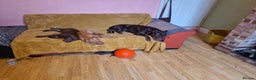 Mixed Breed dogs for sale: Doberman/labrador x american bulldog/english staff - Advert 16