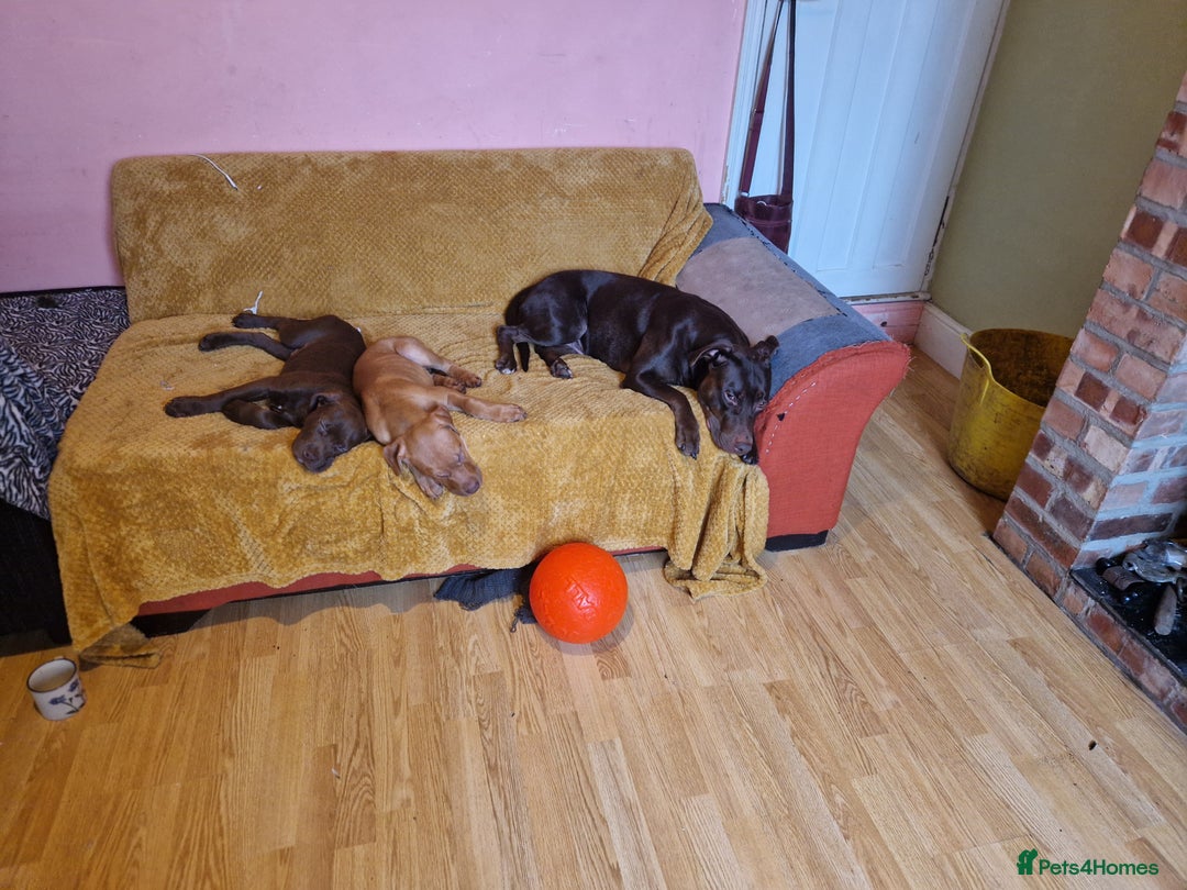 Mixed Breed dogs for sale: Doberman/labrador x american bulldog/english staff - Advert 16