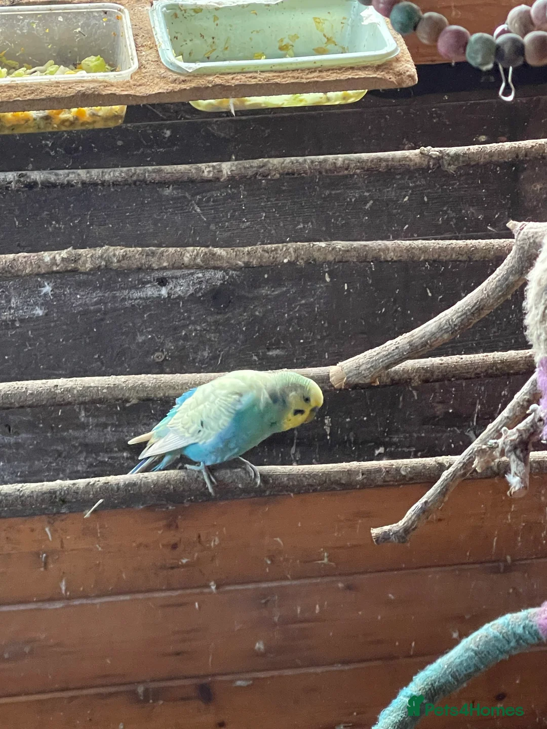 Budgerigars birds for sale: Budgies for sale - Advert 7