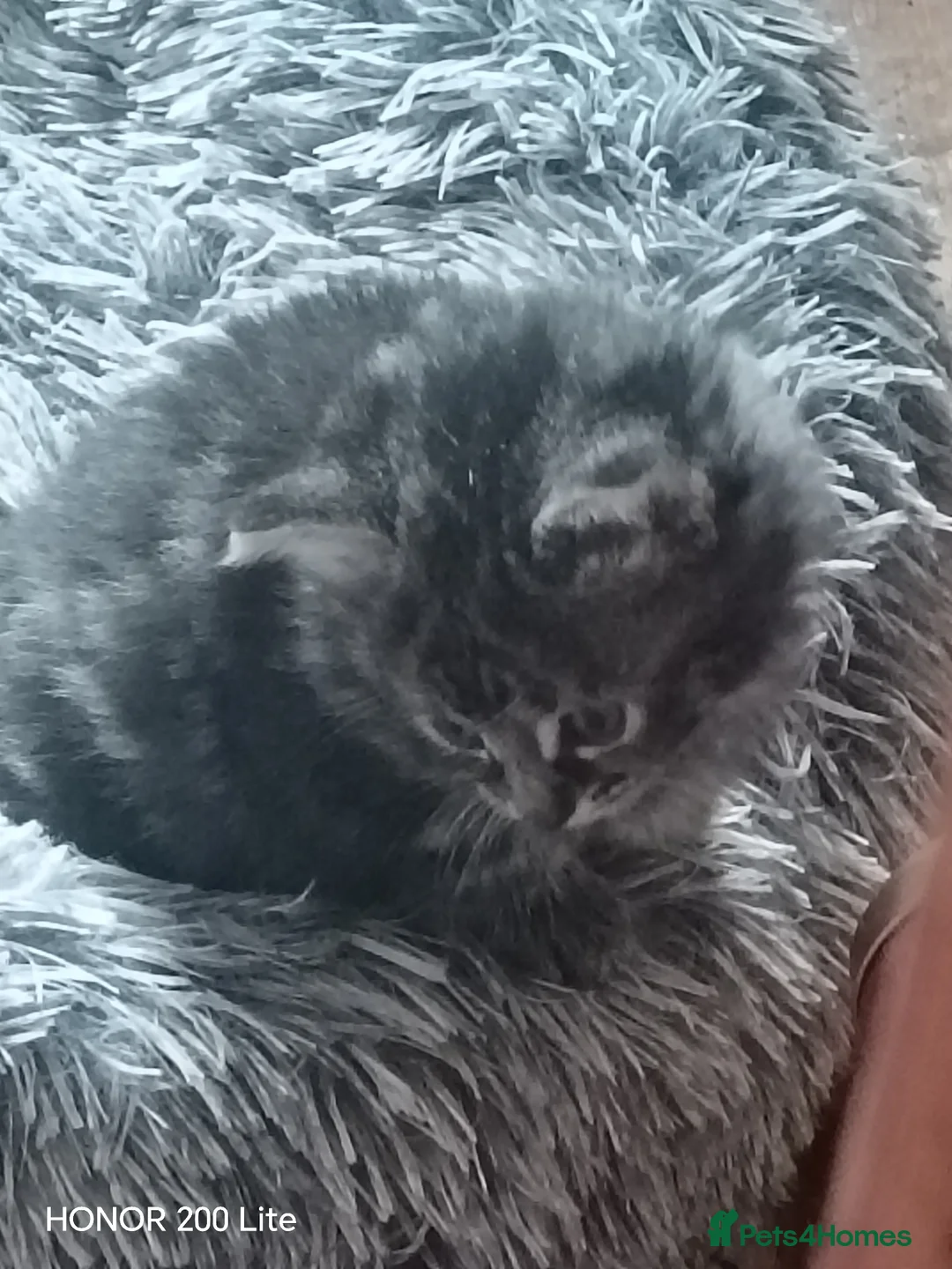 Mixed Breed cats for sale: Kittens for sale in Newcastle Emlyn - Advert 7