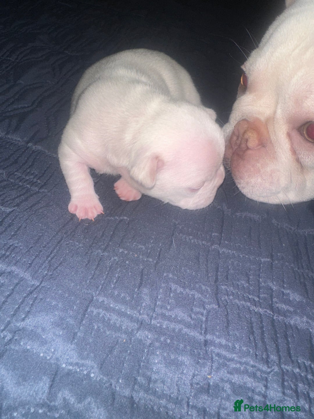 French Bulldog dogs for sale: French Bulldog Puppies  - Advert 14