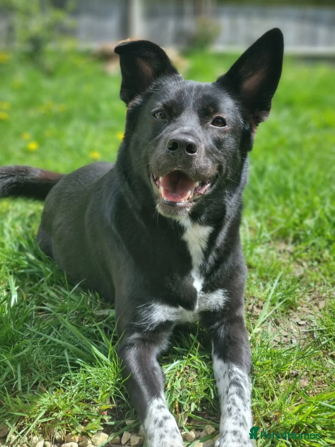 Mixed Breed dogs for adoption: Meet Moon, currently residing in West Sussex in Eastbourne - Advert 2