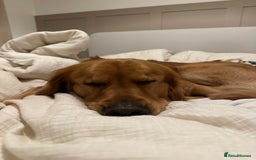 Golden Retriever dogs for stud: HANDSOME 2 YEAR OLD RED STUD - GOLDEN RETRIEVER  - Image 9