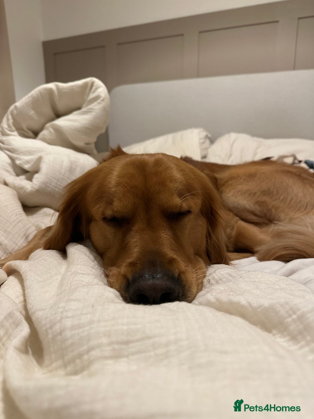 Golden Retriever dogs for stud: HANDSOME 2 YEAR OLD RED STUD - GOLDEN RETRIEVER  - Image 9