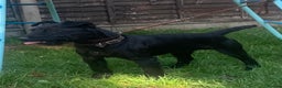 Patterdale Terrier dogs for stud: Top quality patterdale fell terrier at stud  in Gravesend - Advert 1