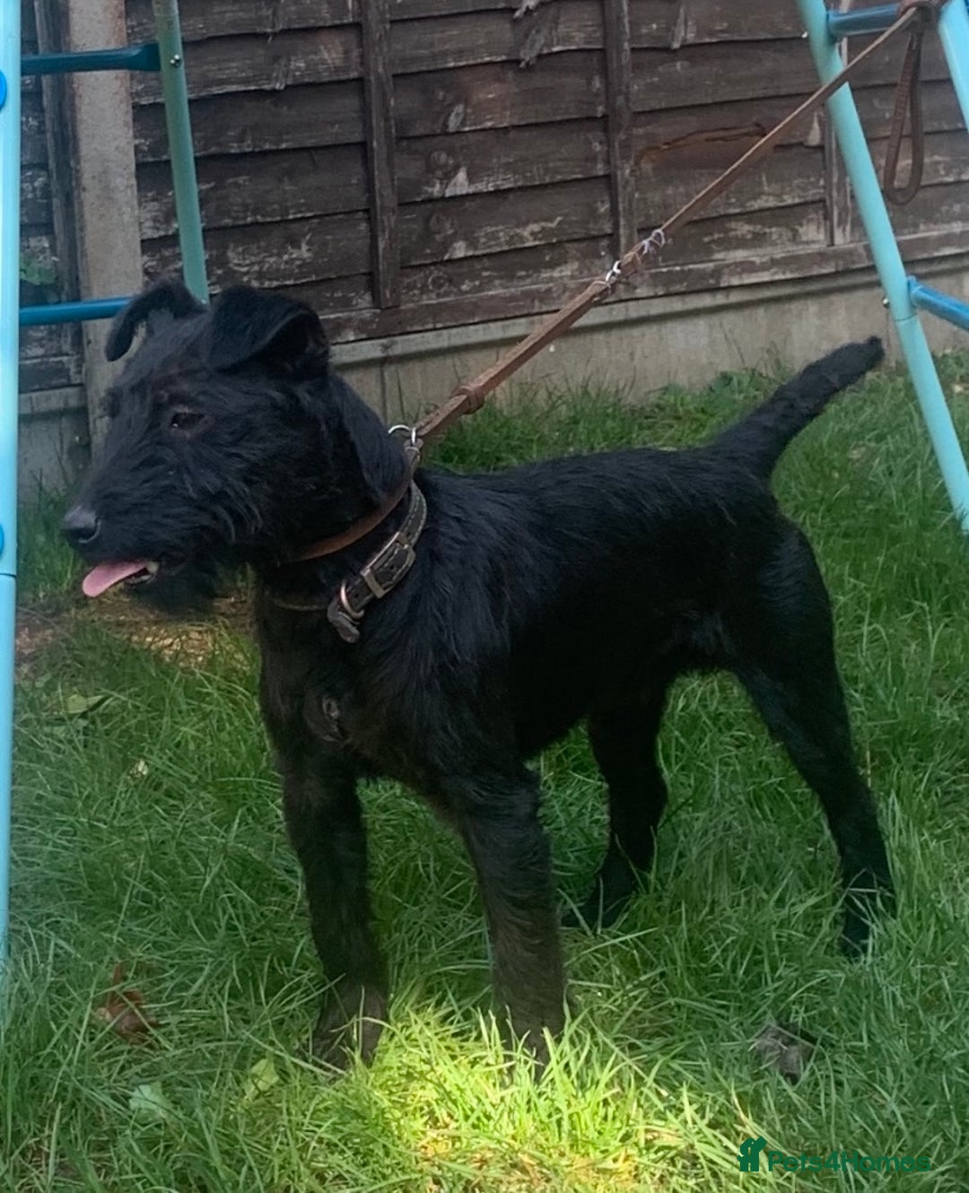 Patterdale Terrier dogs for stud: Top quality patterdale fell terrier at stud  in Gravesend - Advert 1
