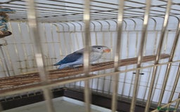Lovebirds birds for sale: Baby lovebird pied violet 6 weeks  - Image 3