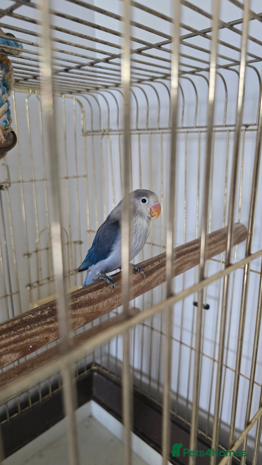 Lovebirds birds for sale: Baby lovebird pied violet 6 weeks  - Image 3