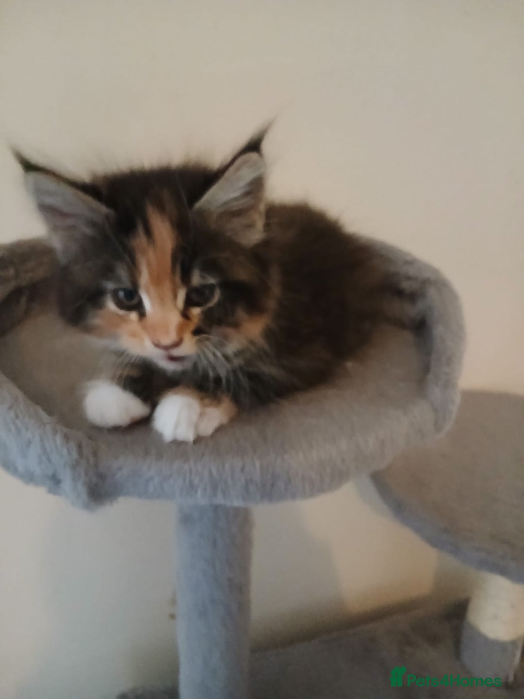 Maine Coon cats for sale: Maine Coon kittens (XL) - Advert 6