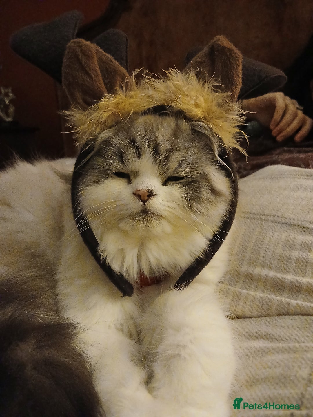 Persian cats for sale: Male doll faced pure Persian cat - Advert 3