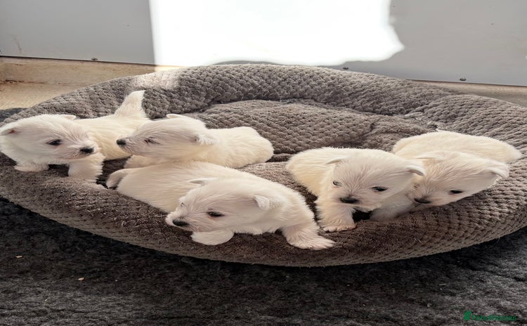 West Highland Terrier dogs - Advert 1