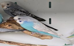 Budgerigars birds for sale: Gorgeous Baby Budgies ready now!!! - Image 6