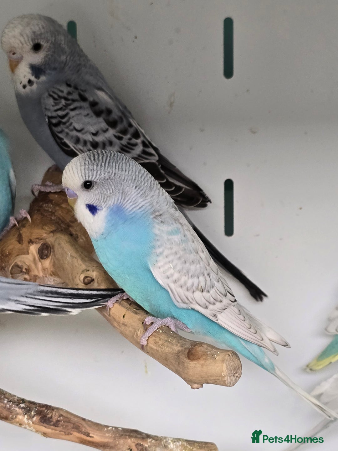 Budgerigars birds for sale: Gorgeous Baby Budgies ready now!!! - Image 6