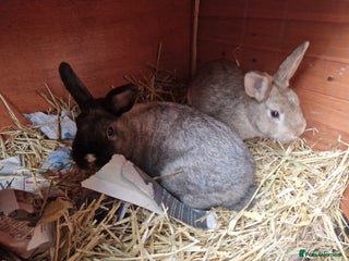 Mixed Breed rabbits - Advert 1