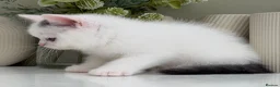 British Shorthair cats for sale: Stunning British Shorthair kittens  - Advert 15