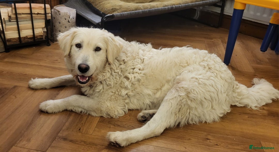 Mixed Breed dogs for adoption: MAGGIE - Advert 1