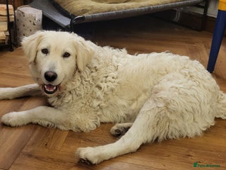 Mixed Breed dogs MAGGIE - Advert 9