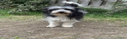Mixed Breed dogs for sale: Bearded collie cross  - Advert 2