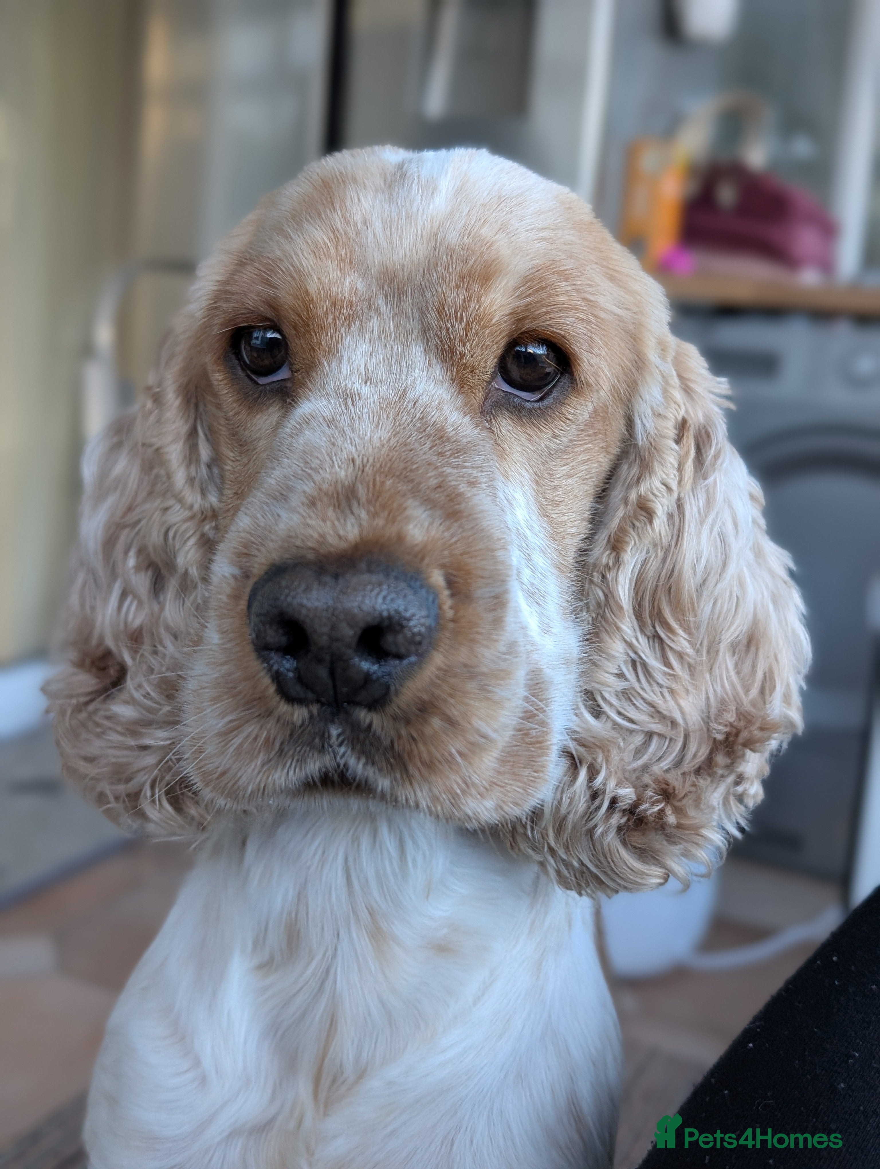 Cocker Spaniel dogs Orange Roan Show Cocker - Advert 3