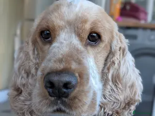 Cocker Spaniel dogs Orange Roan Show Cocker - Advert 3