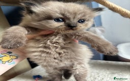 Perdoll cats for sale: Luxury Perdoll Kittens Available To Reserve  - Image 2