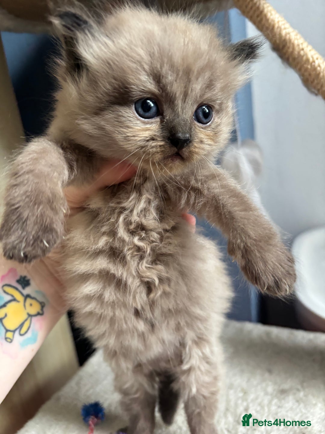 Perdoll cats for sale: Luxury Perdoll Kittens Available To Reserve  - Image 2
