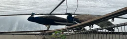 Peafowl poultry for sale: Two male peacocks available - Advert 4