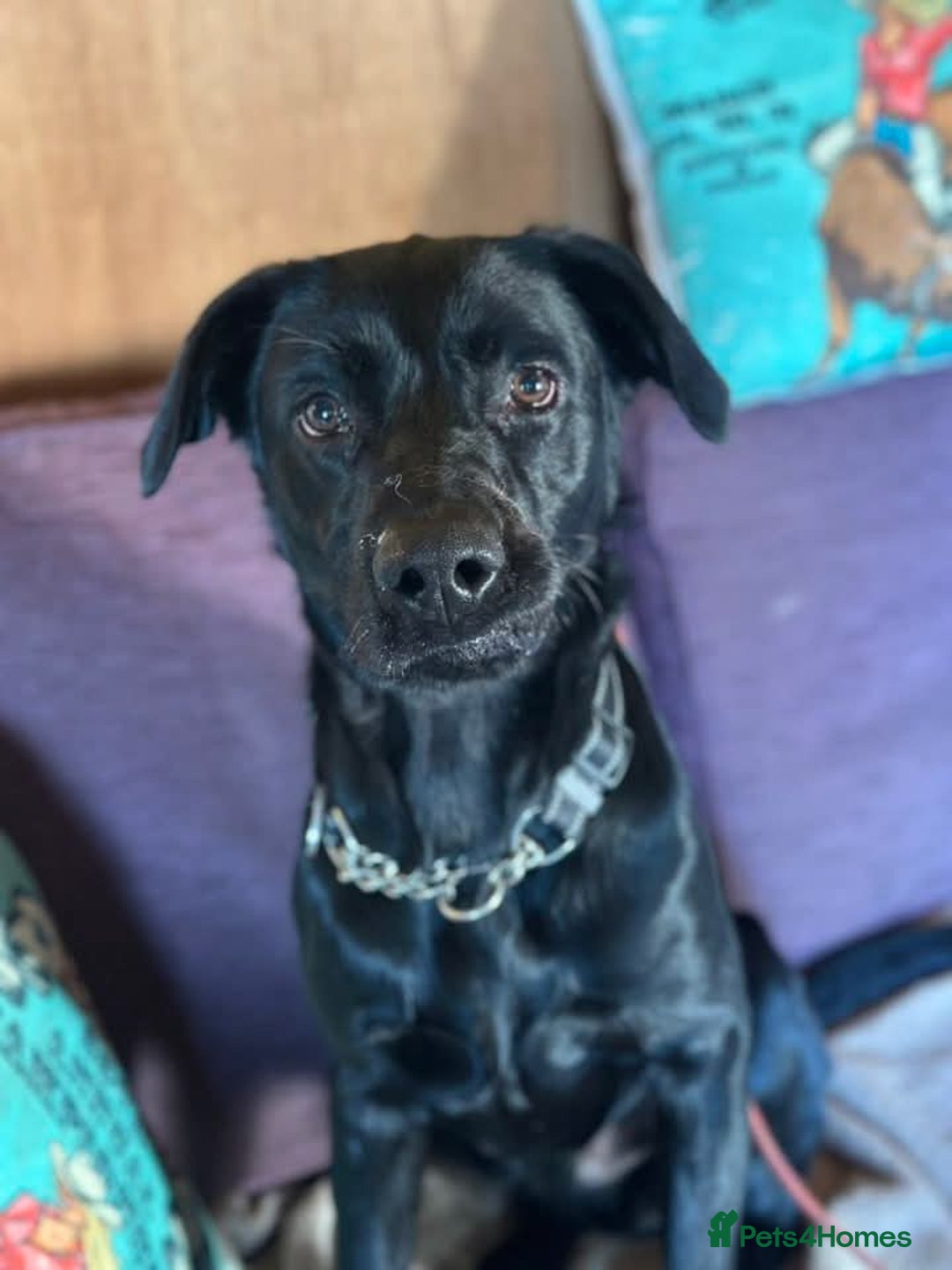 Labrador Retriever dogs for adoption: Ben   - Image 3