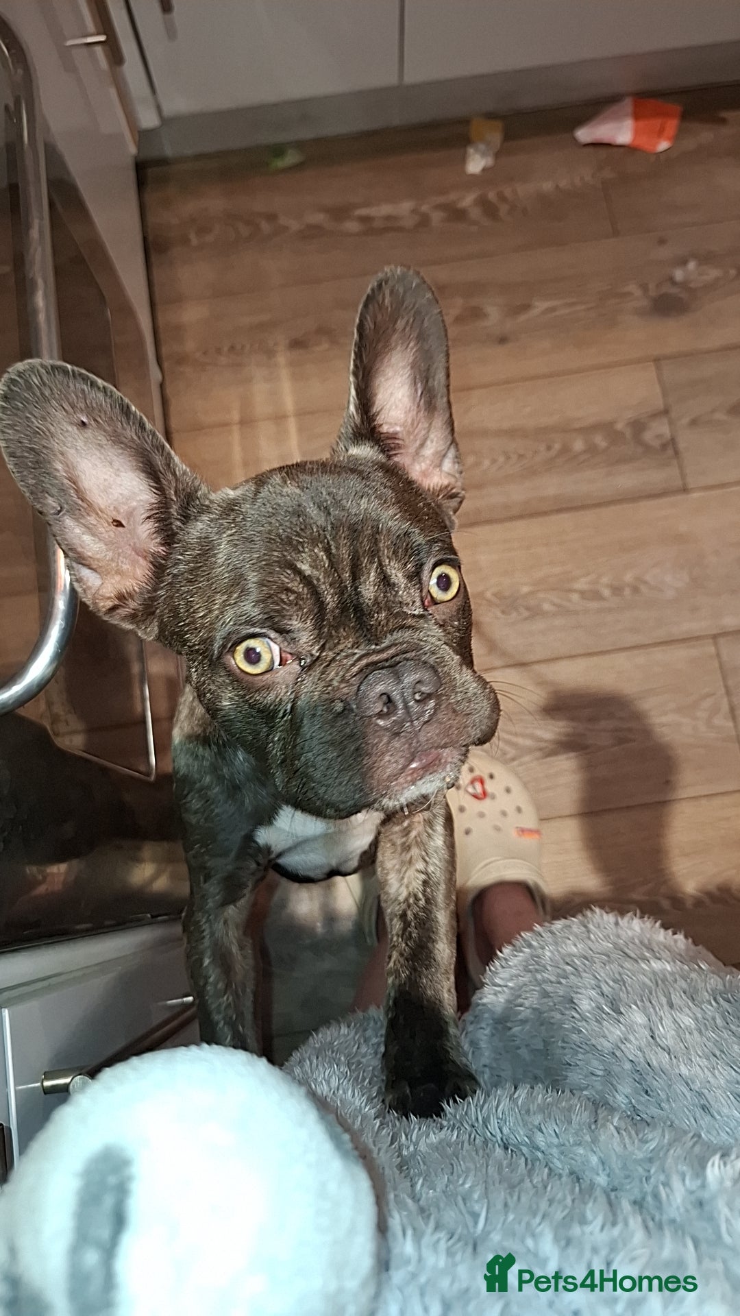 French Bulldog dogs for sale: Loving home needed - Image 8