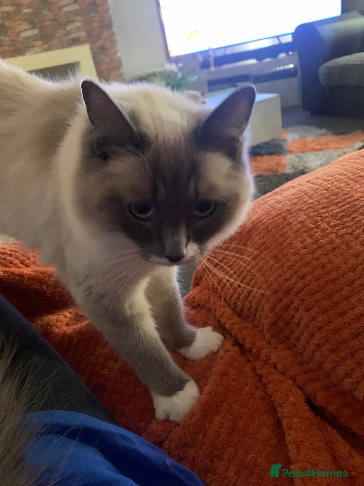 Ragdoll cats Beautiful Purebred Ragdoll Kittens for sale  - Advert 2