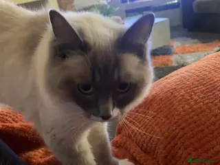 Ragdoll cats Beautiful Purebred Ragdoll Kittens for sale - Advert 3