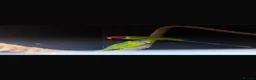 Parakeets birds for sale: Proven pair of plum headed parakeets - Advert 2