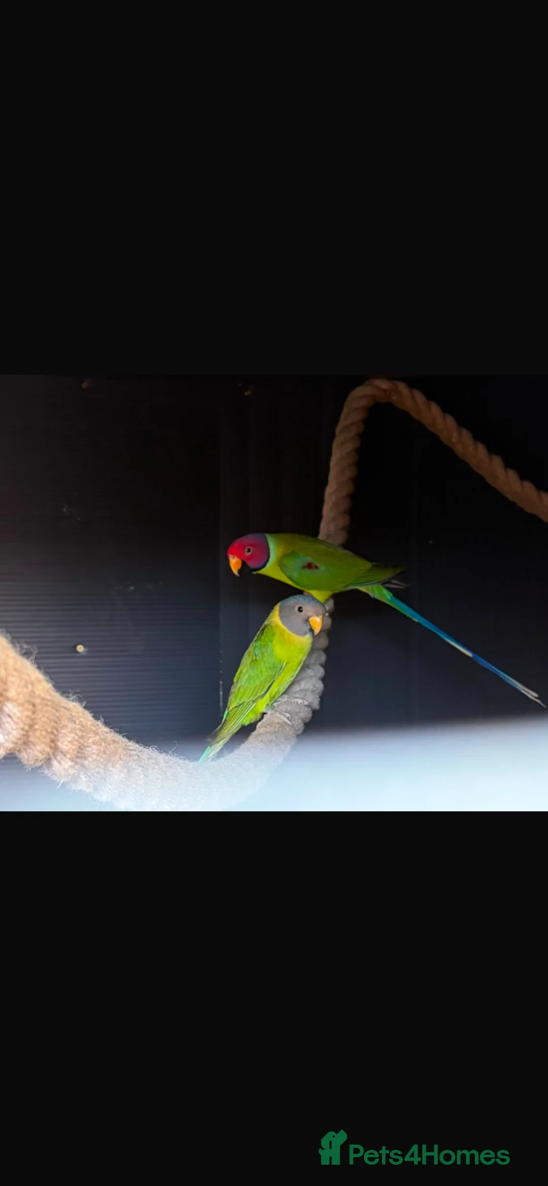 Parakeets birds for sale: Proven pair of plum headed parakeets - Advert 2