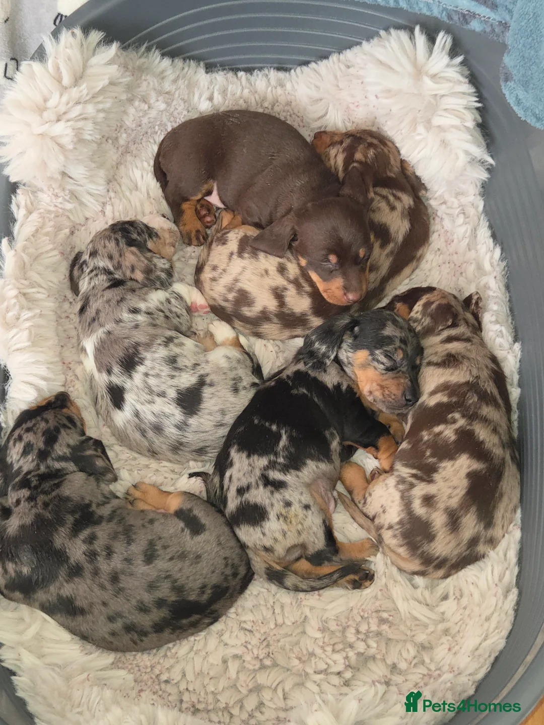 Dachshund dogs for sale: Beautiful mixed colour dachshunds - Advert 1