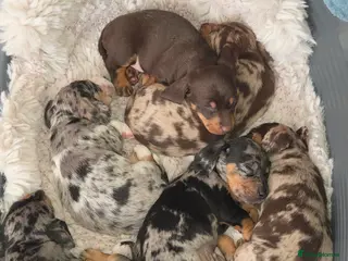 Dachshund dogs Beautiful mixed colour dachshunds - Advert 1