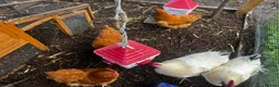 Chickens poultry for sale: Laying buff Orpington hens  - Advert 5