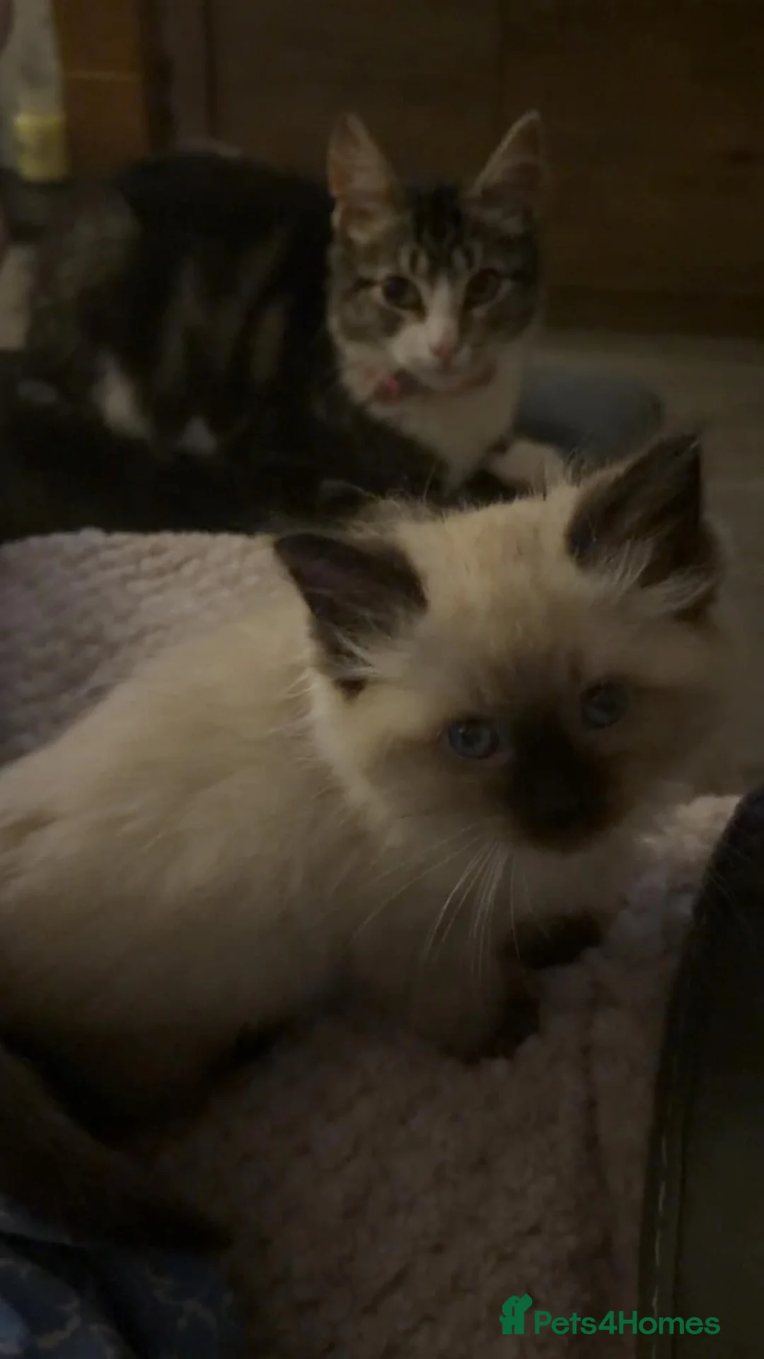 Ragdoll cats for sale: Female ragdoll kitten - Advert 3