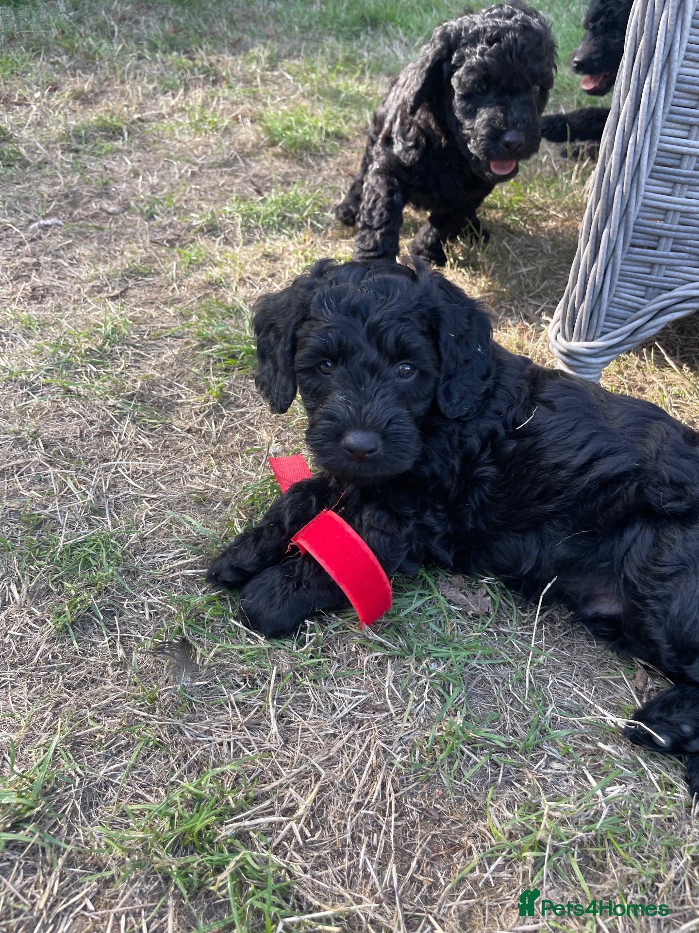 Double Doodle dogs Labradoodle/Sproodle X - Advert 1