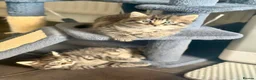 British Longhair cats for sale: Long hair kittens - Advert 1