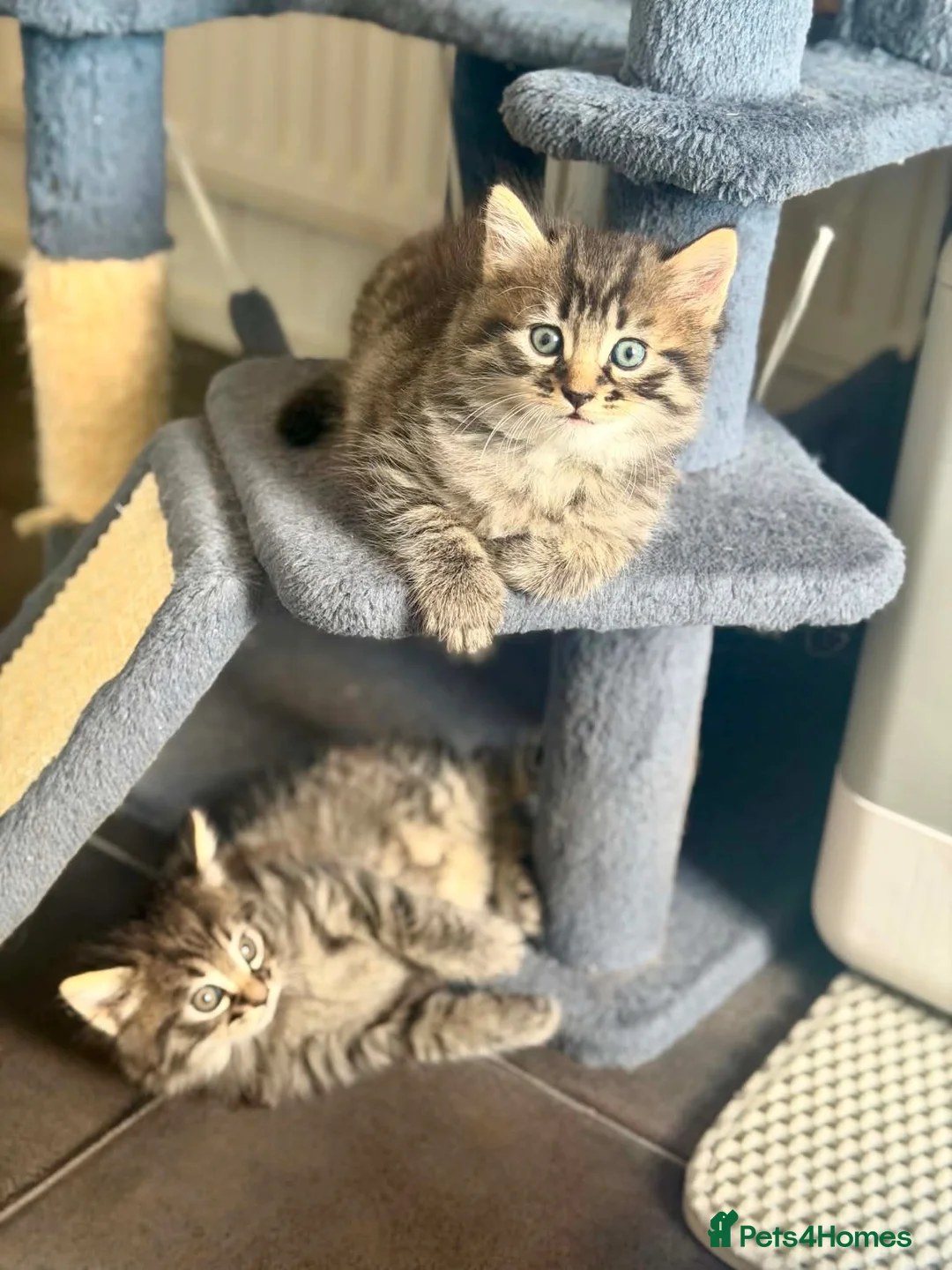 British Longhair cats for sale: Long hair kittens - Advert 1