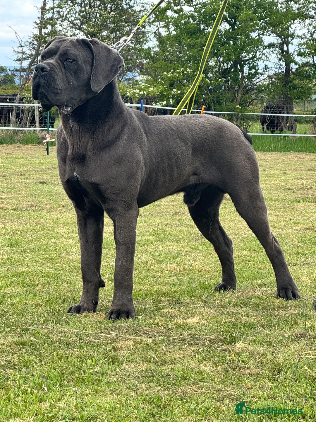 Cane Corso dogs for stud: Health tested Blue cane corso stud  in Carlisle - Advert 15