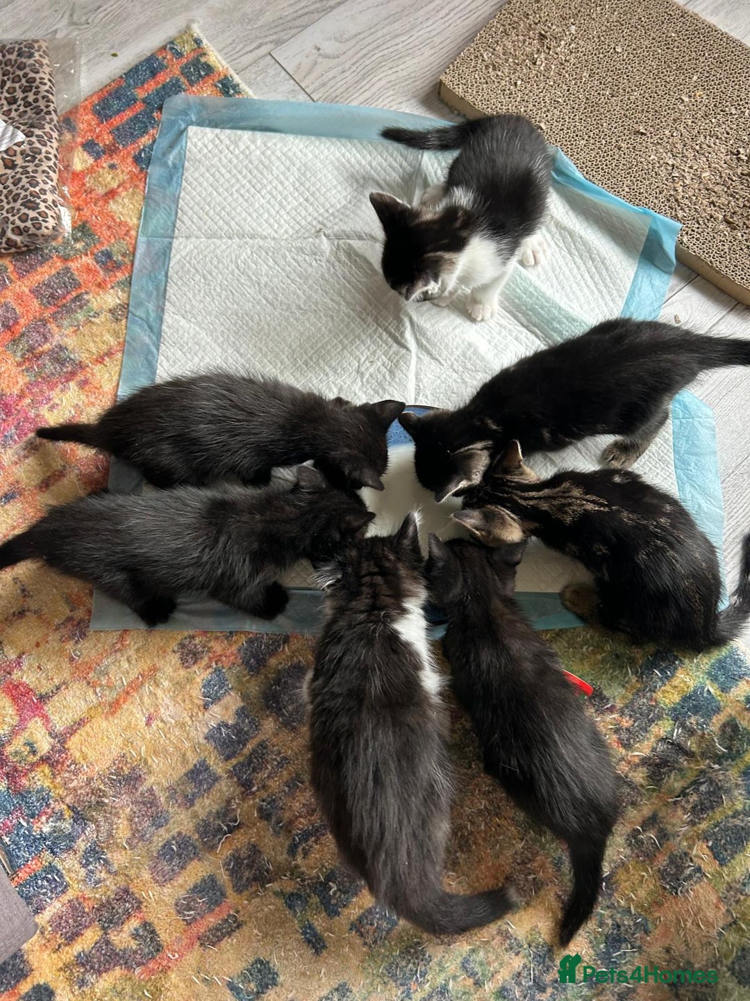 Bengal cats for sale: Bengal cross kittens  - Image 1