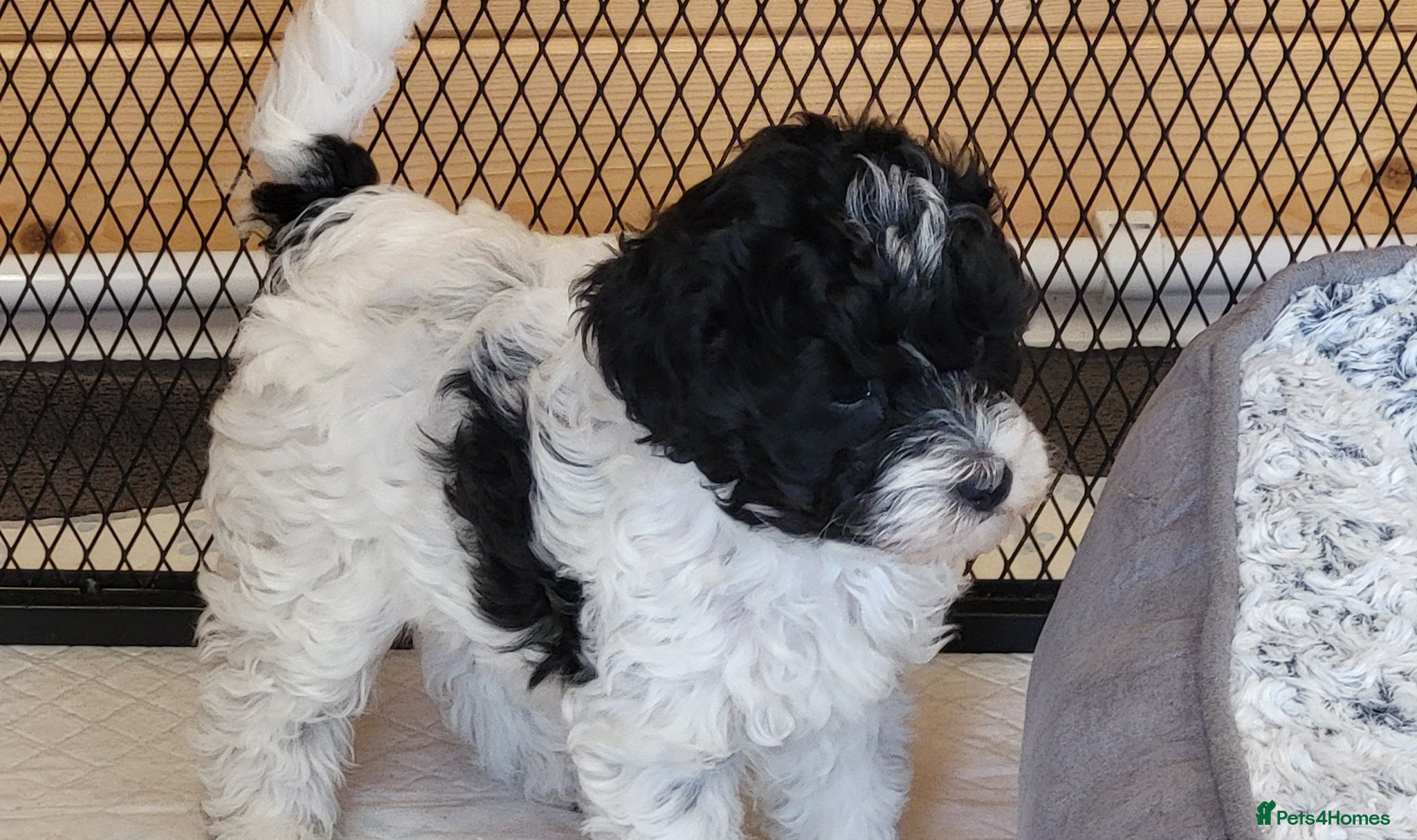 Yorkiepoo dogs Yorkiepoos 2 Stunning Boys  from Licensed Breeder  - Advert 1