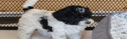 Yorkiepoo dogs for sale: Yorkiepoos 2 Stunning Boys  from Licensed Breeder  - Advert 1