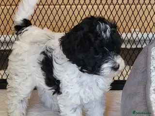 Yorkiepoo dogs for sale: Yorkiepoos 2 Stunning Boys from Licensed Breeder - Advert 2