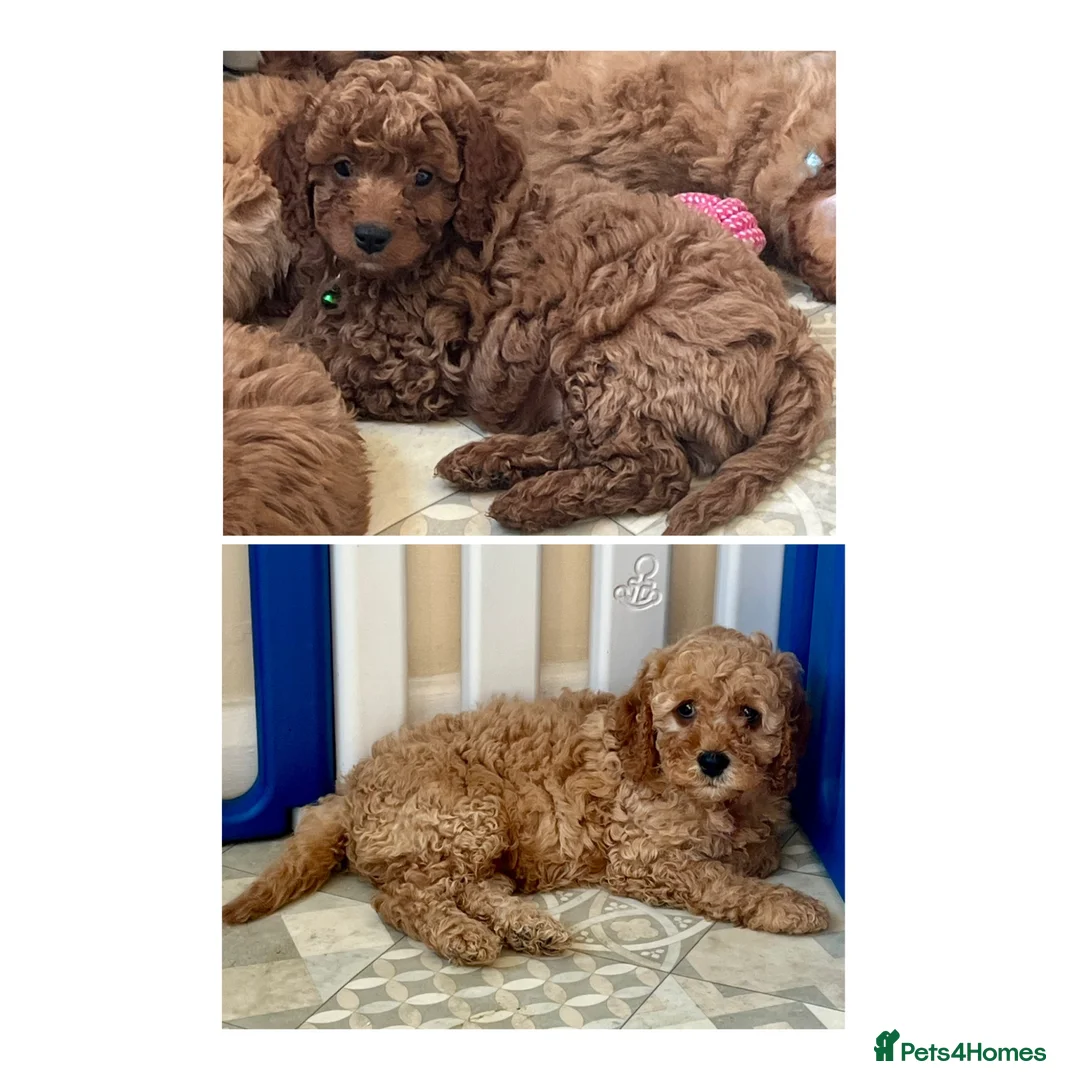 Cavapoo dogs for sale: Top quality, health tested F1b Cavapoo babies - Advert 2