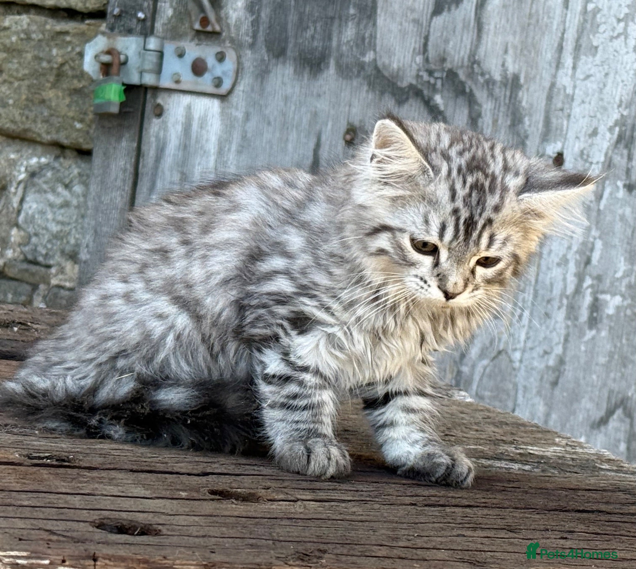 Maine Coon cats Stunning Maine coon x kitten  - Advert 2