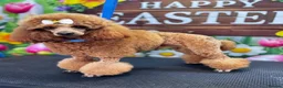 Toy Poodle dogs for stud: Stud only - Advert 5
